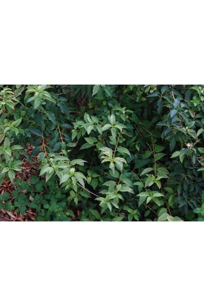 Живопліт з форзиції  японської Кумсон